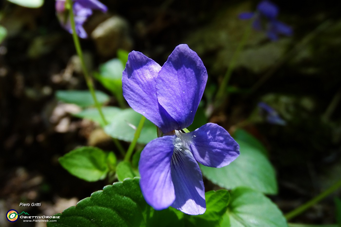 21 Violetta di bosco.JPG -                                